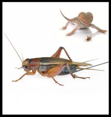 Crickets